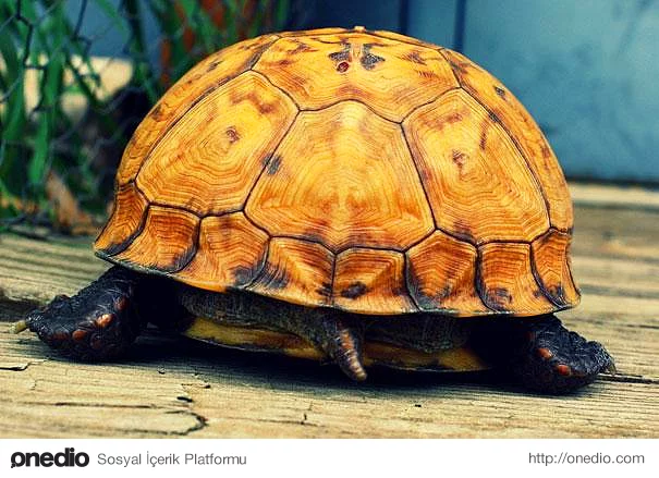Kaplumbağalar makatlarından nefes alabilirler