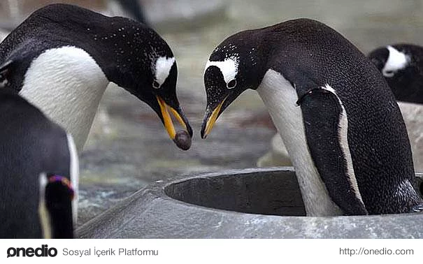Gentoo penguenleri hayatları boyunca birlikte olacakları eşlerine çakıl taşı ile evlilik teklif ederler