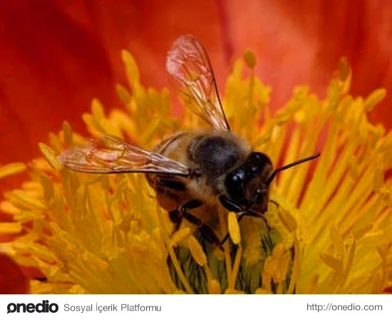 Bilinen 20.000 arı cinsinden sadece 4 tanesi bal yapar
