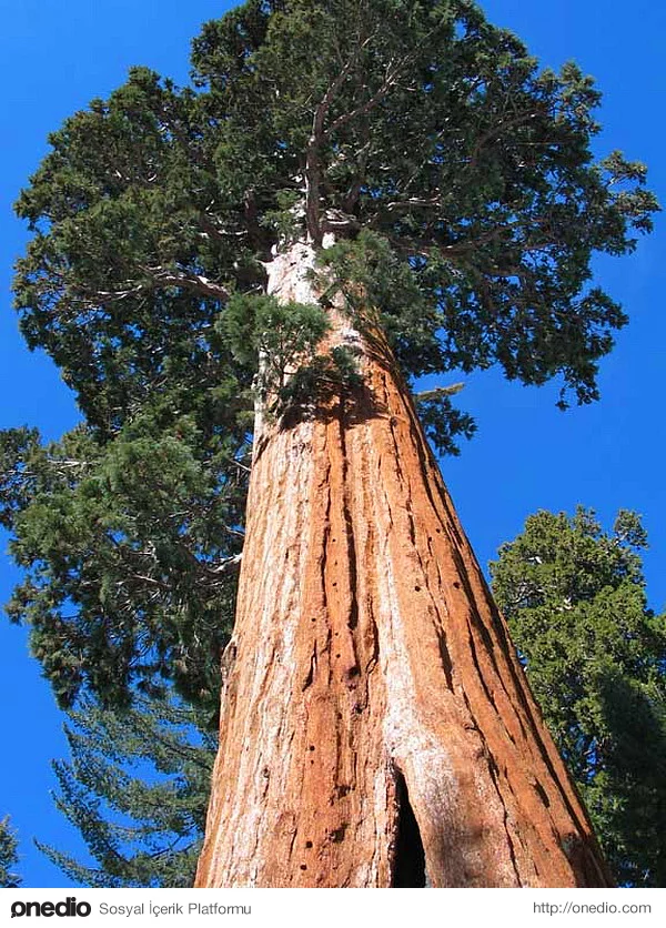 Dünyanın en uzun ağacı olan 'Hyperion'un yeri birkaç bilim adamı dışında kimse tarafından bilinmiyor.