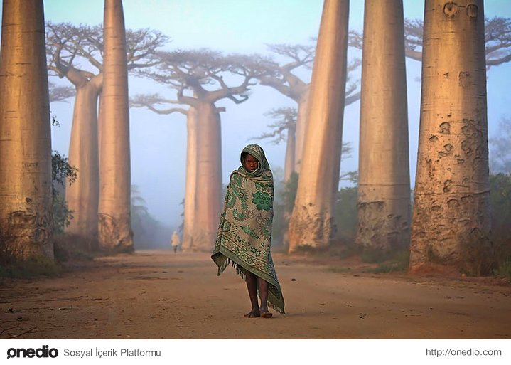 Madagaskarlı bir kız ve Baobab ağaçları.