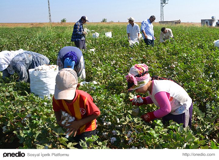 4- Tarımda çalışan çocuk işçi oranı 2006’dan 2012’ye yüzde 8’lik bir artış gösterdi