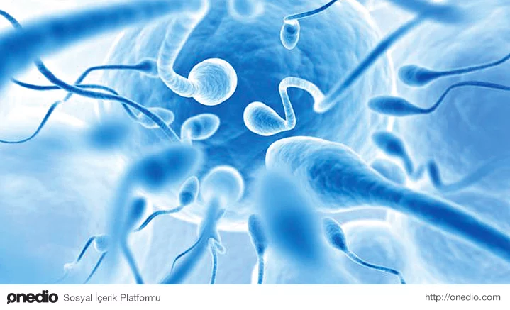 Laboratuvar Ortamında Sperm Üretildi