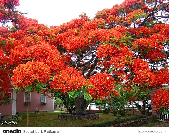 4. Anavatanı Madagaskar olan bu harika Ateş ağacı Brezilya'da bulunuyor.
