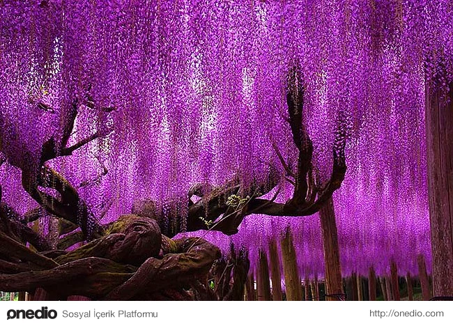 7. İnanılmaz güzelliğiyle 144 yaşındaki morsalkım ağacı Japonya'da bulunuyor.
