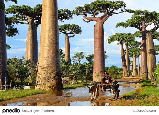 9. Madagaskar'daki Boabab ağaçları bu dünyaya ait değilmiş gibi görünüyor. Dallarına göre aşırı büyük olan gövdesi su deposu görevi yapıyor.