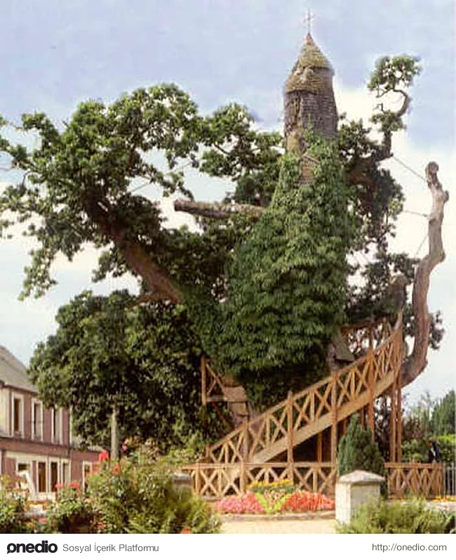 10. Allouville-Bellefosse Şapeli ve bir meşe ağacı iç içe büyümüşler.