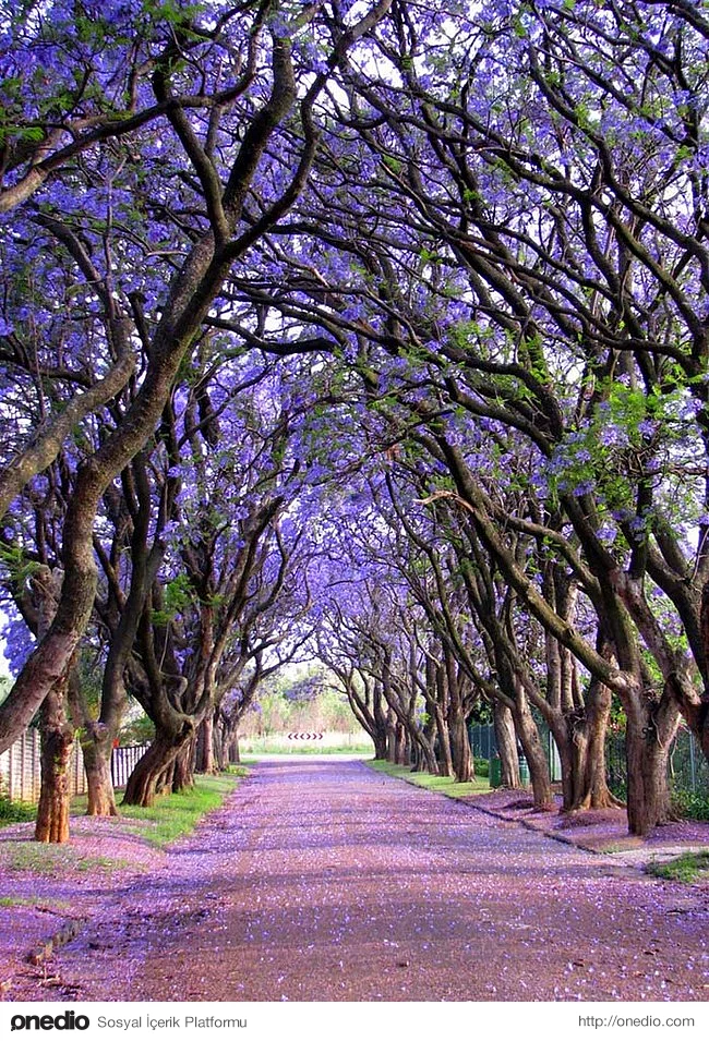 19. Güney Afrika’da yetişen Jakaranda ağacının çiçekleri harika görünüyor.