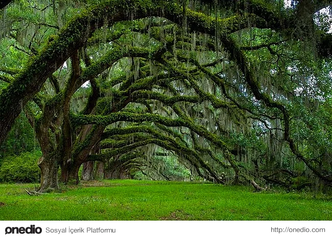 20. Güney Karolina’daki meşe ağacı tüneli