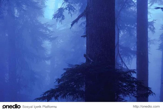 22. Sislerle kaplı ormandaki Hemlock ağacı