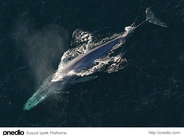 Mavi balinalar hayvanlar alemi içerisinde en büyük penise sahip canlılardır.
